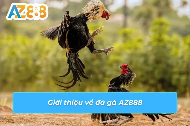 Đá Gà AZ888: Cá Cược Tại Trường Gà Trực Tuyến Chất Lượng 2 Thông tin nổi bật về dịch vụ đá gà AZ888