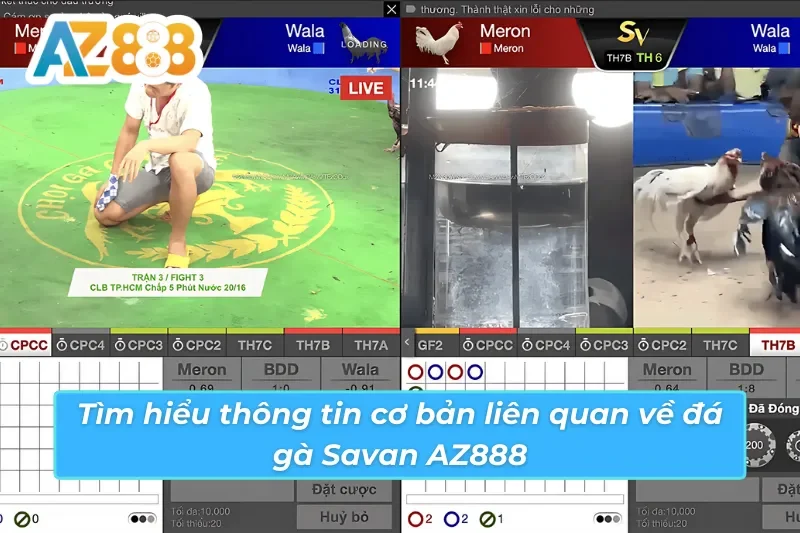 Vài nét cơ bản về đá gà Savan AZ888