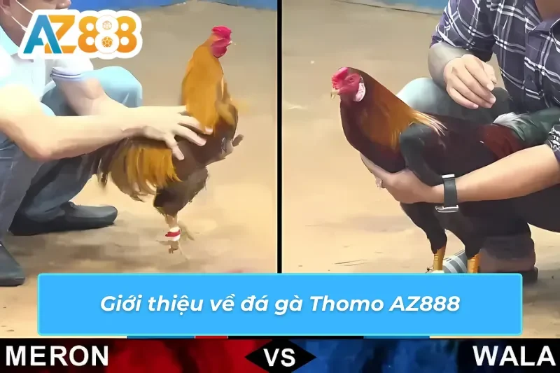 Đá gà Thomo AZ888 và những thông tin nổi bật
