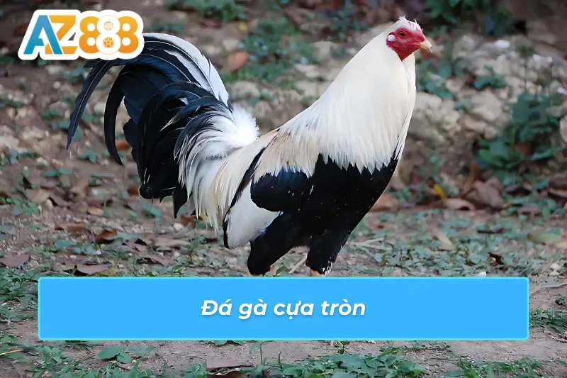 Đá gà Thomo AZ888 đầy kích thích với cựa tròn