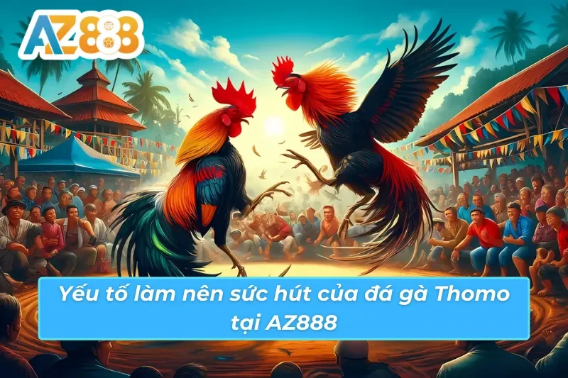 Đá gà Thomo AZ888 và những điểm nhấn cuốn hút